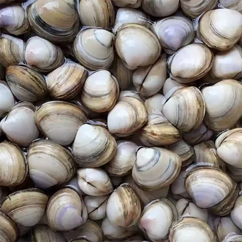 白蚬子500g