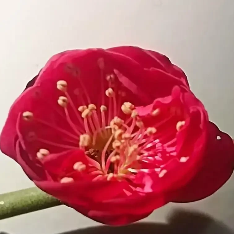 原生梅园墨小苗盆栽南方北方均可种植