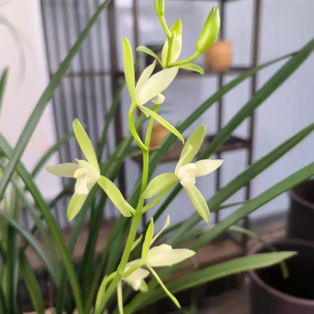 建兰-铁骨素 铁骨天香 兰花  国兰 夏秋季节开素色花