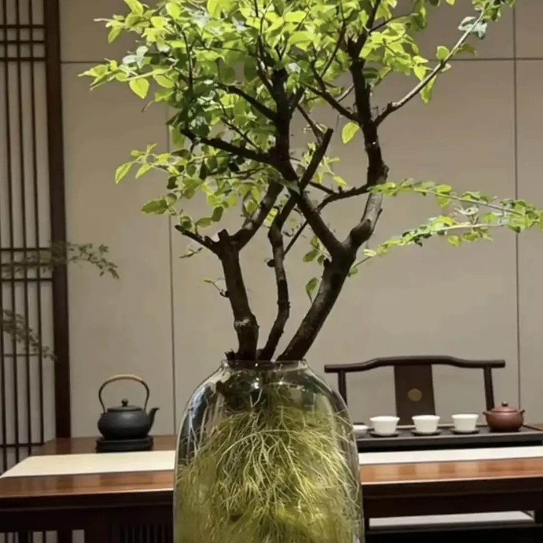 小叶女贞鲜切枝高端水培发根植物室内好养易活茶室客厅