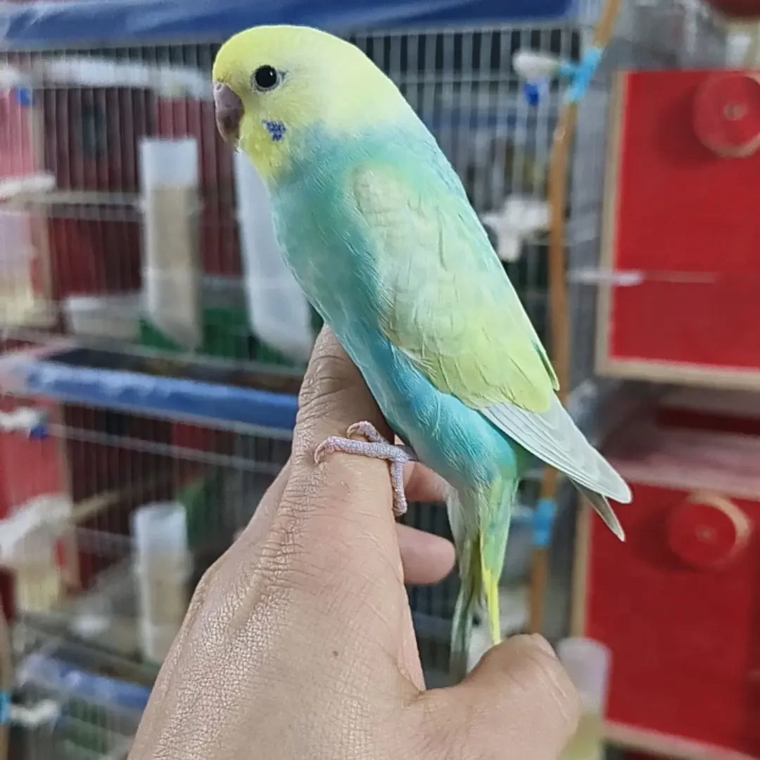 手养虎皮鹦鹉活鸟可繁殖适合家养观赏亲人宠物鸟