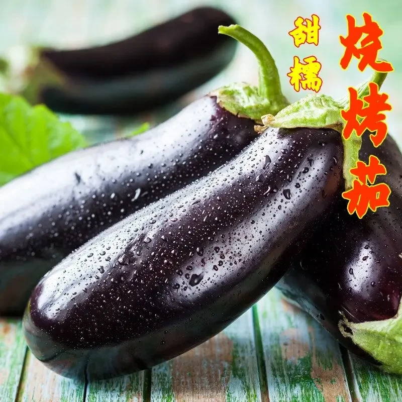 早熟甜糯烧烤茄子种子皮薄紫黑色甜糯春夏秋四季播蔬菜籽长茄种子