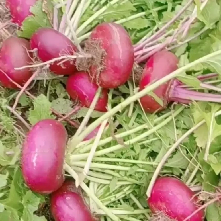 新鲜农家自种红皮满金萝卜红水萝卜现摘现发可炒菜泡菜