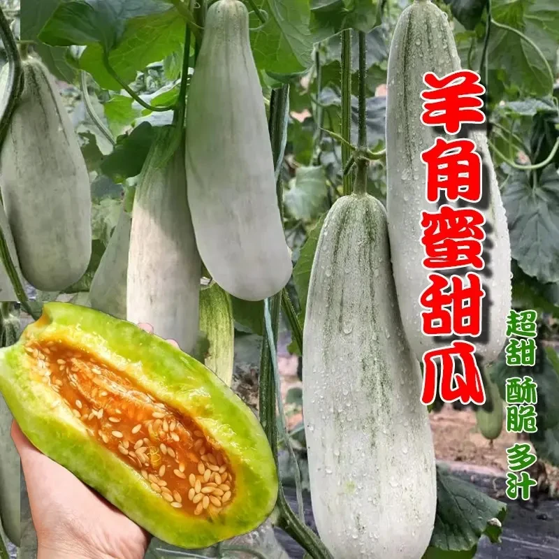 【满5包包邮】羊角蜜甜瓜种子甜掉牙香瓜种孑春夏四季农家高产瓜果