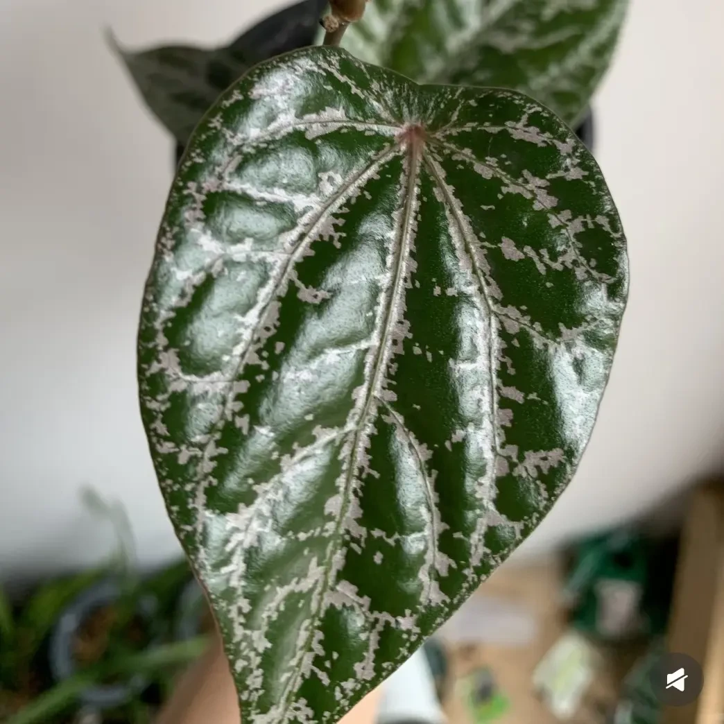瑰丽胡椒室内观叶绿植金属光泽攀爬垂吊植物