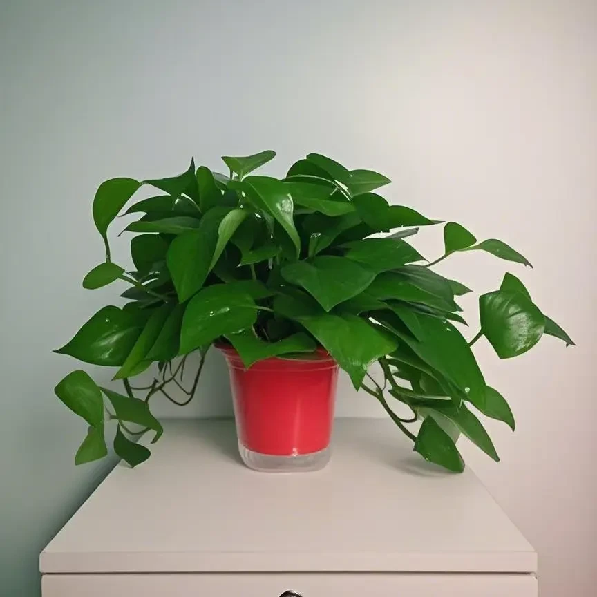 高脚红盆绿萝盆栽室内垂吊植物水培吸除甲醛净化空气长藤绿箩吊兰