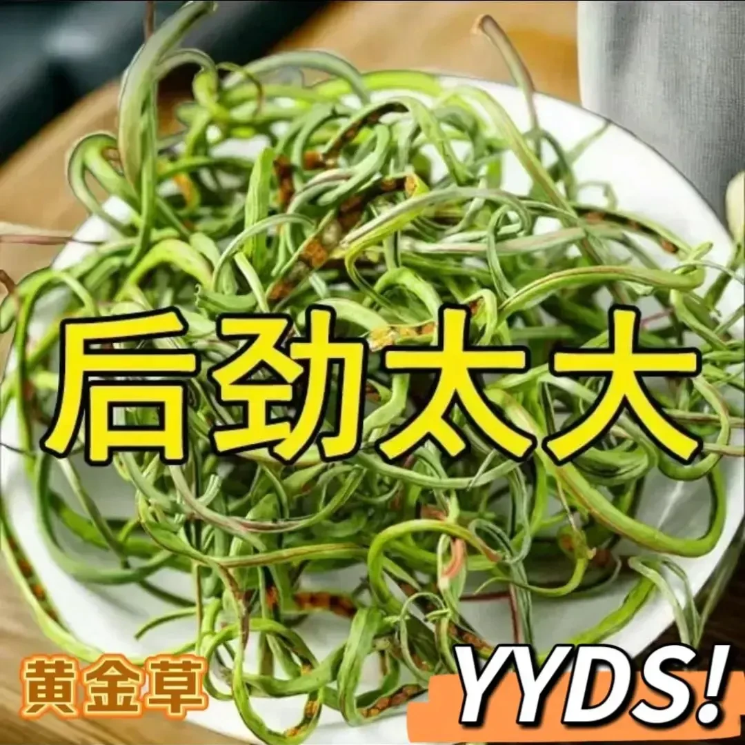 肾精茶长白山东北石韦草关东茶养生正品黄金草茶新鲜采摘嗷嗷叫茶