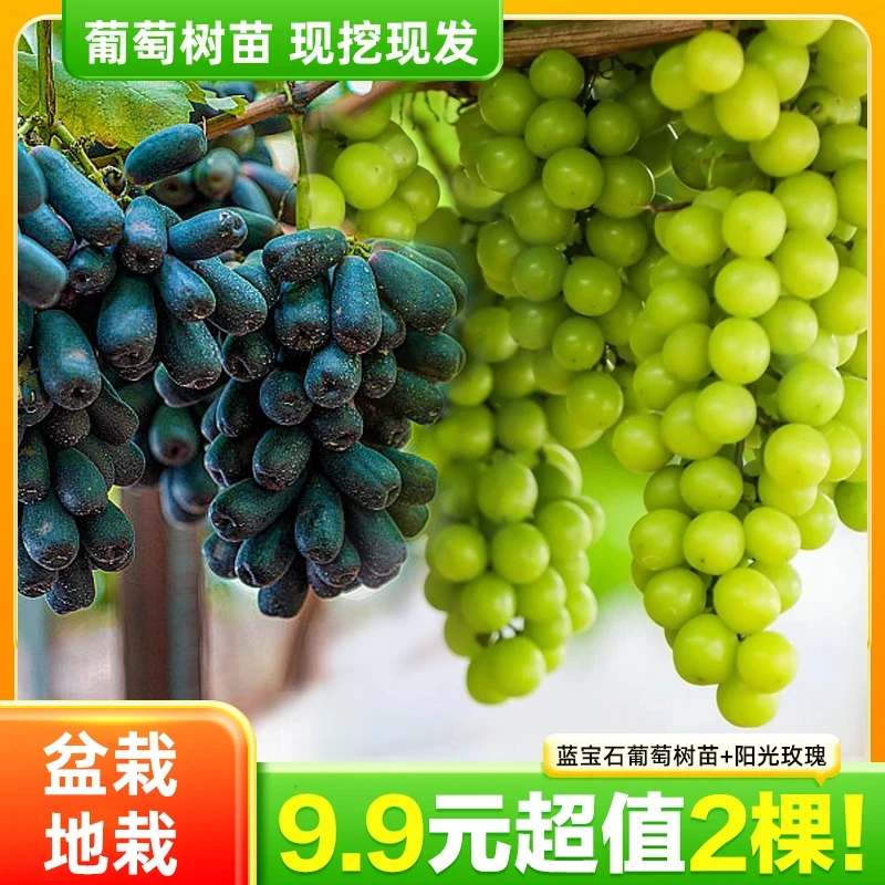 【抢！2棵】葡萄树苗阳光玫瑰蓝宝石易活种植南北方盆栽地载