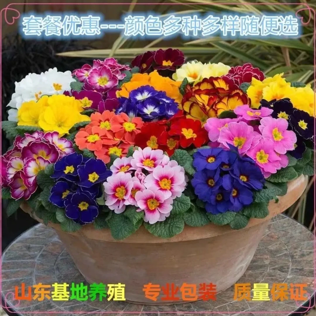 f1代多色报春花盆栽带香味冬季耐寒四季开花带花苞阳台室内花卉