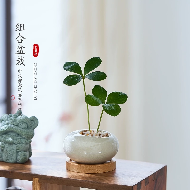 墨西哥铁树四叶幸运草小盆栽绿植室内办公桌懒人植物迷你罗汉松花