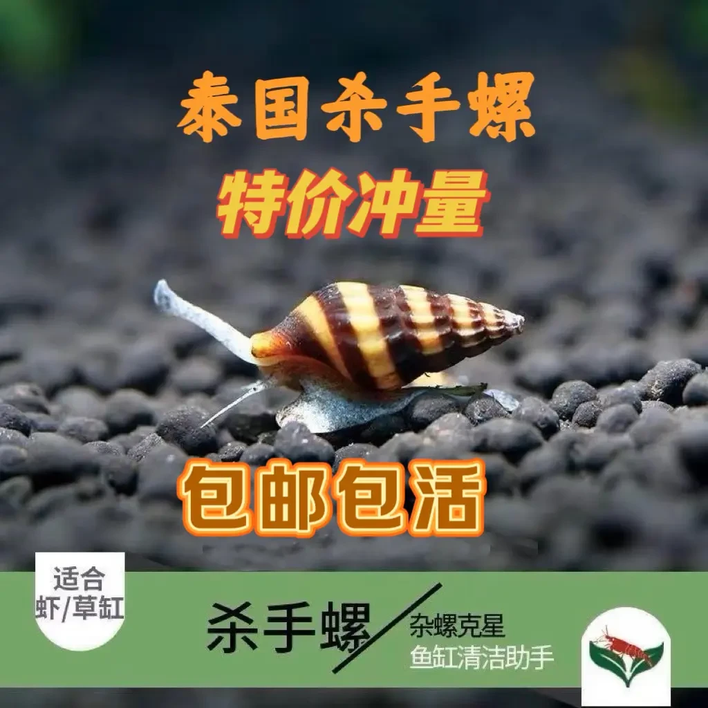 杀手螺大黄蜂杀手螺活体宠物刺客螺工具钻纹螺清缸进口除藻杀手