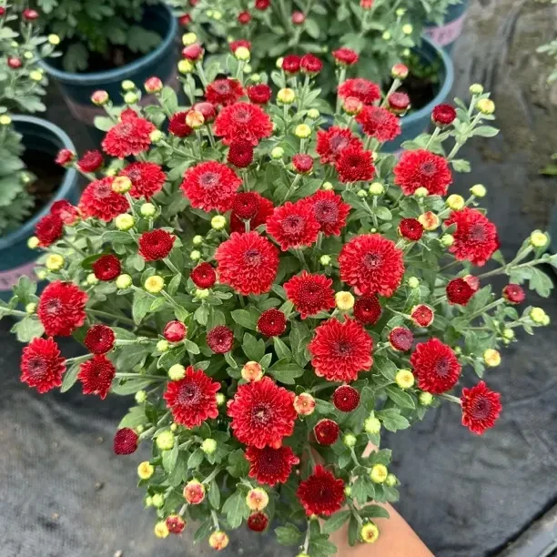 花园球菊海丽红棕色耐寒耐热