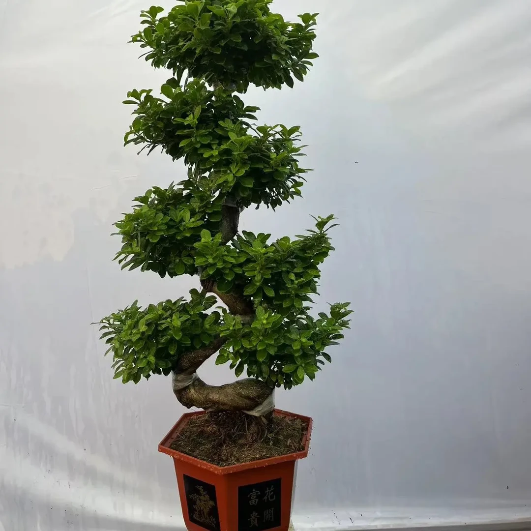 小叶金钱榕S型造型128室内外好养生命力顽强的盆景