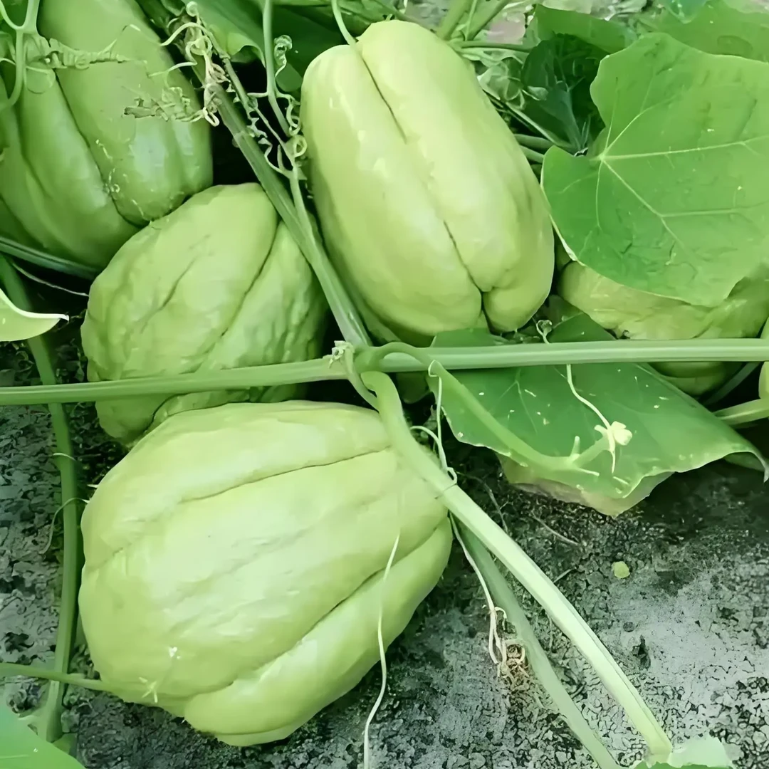 云南新鲜佛手瓜当季蔬菜农家种植现摘现发