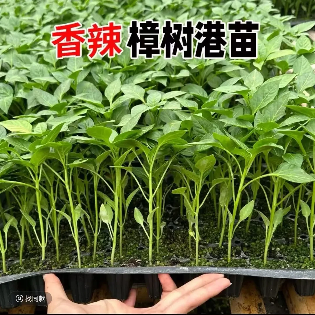 正宗樟树港辣椒苗早熟秧苗   正品辣子薄皮香辣青椒苗种子尖椒苗