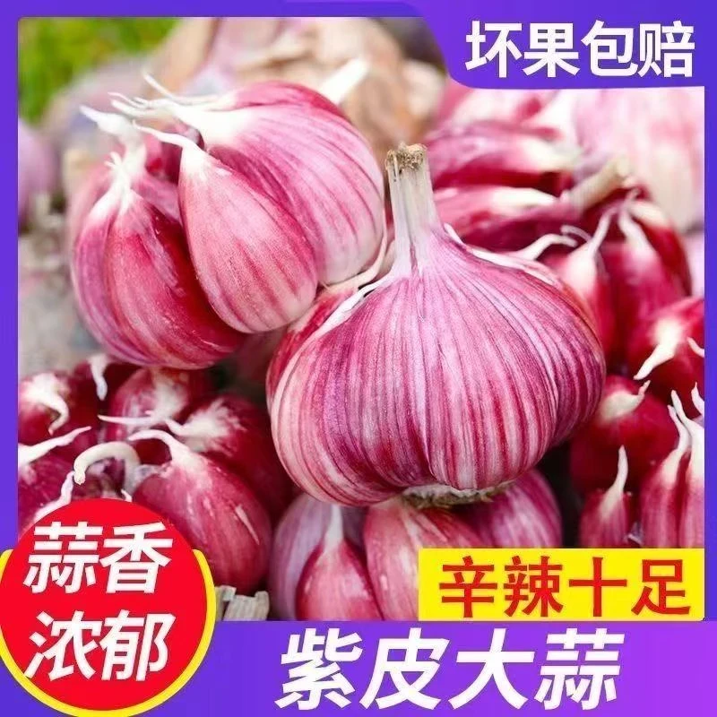 【2025头茬】云南新鲜紫皮多瓣蒜现挖湿蒜老品种香蒜厨房必备调味料