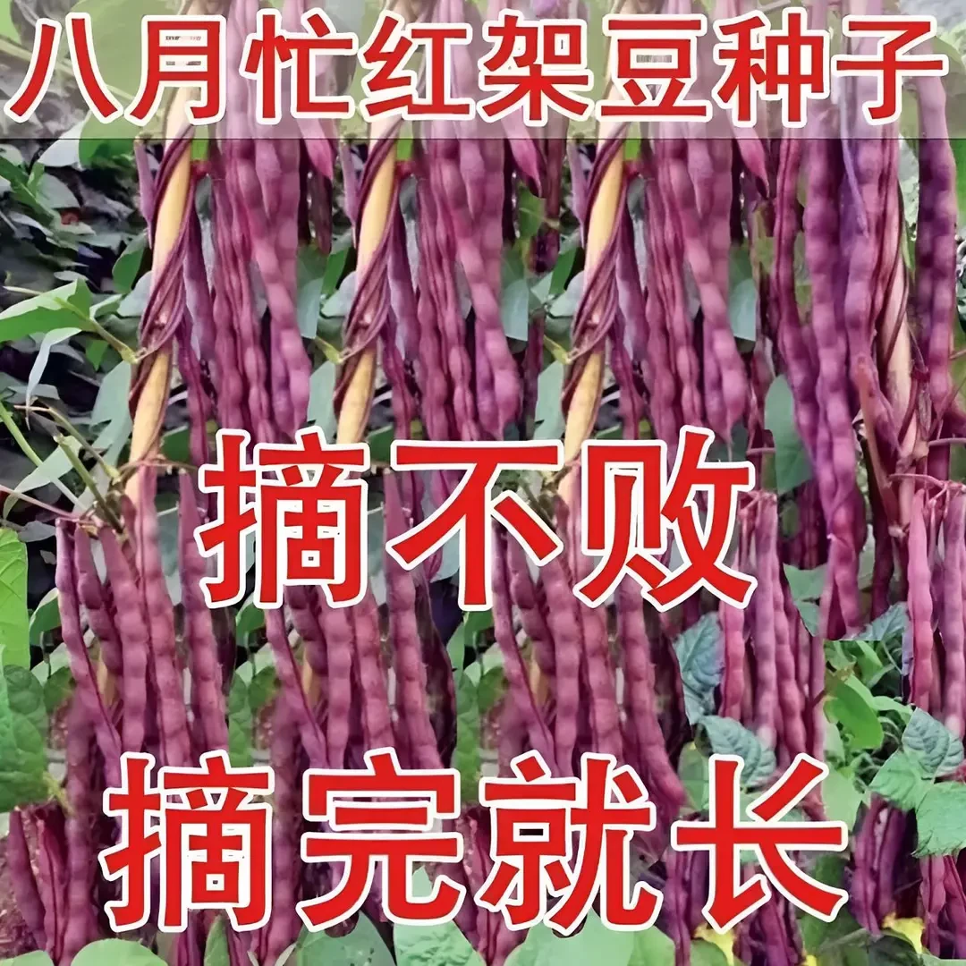 【八月忙豆角种子】家庭阳台小院盆栽地栽四季种植
