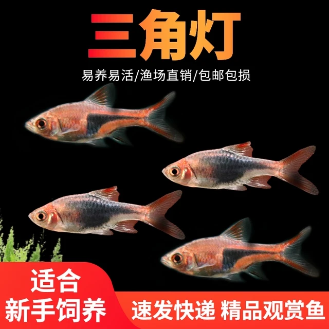 大三角灯鱼紫三角灯鱼草缸群游好养淡水观赏鱼活体灯科鱼苗