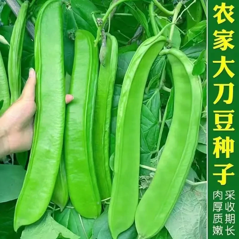 刀豆种子霸王大刀豆种籽巨型图片大豆角种籽四季爬藤蔬菜豆角种子