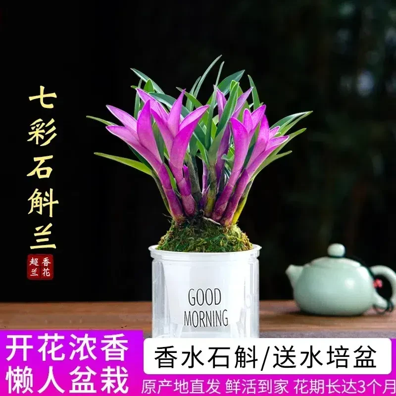 七彩香水石斛兰花四季开好养绿植浓香型石斛懒人好养花卉净化空气