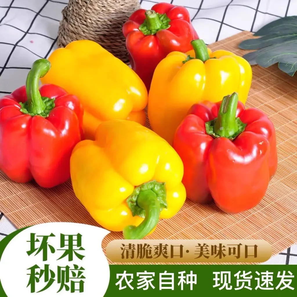 现摘新鲜水果彩椒圆椒（红黄两色椒）柿子椒太空椒五彩椒水果椒山东