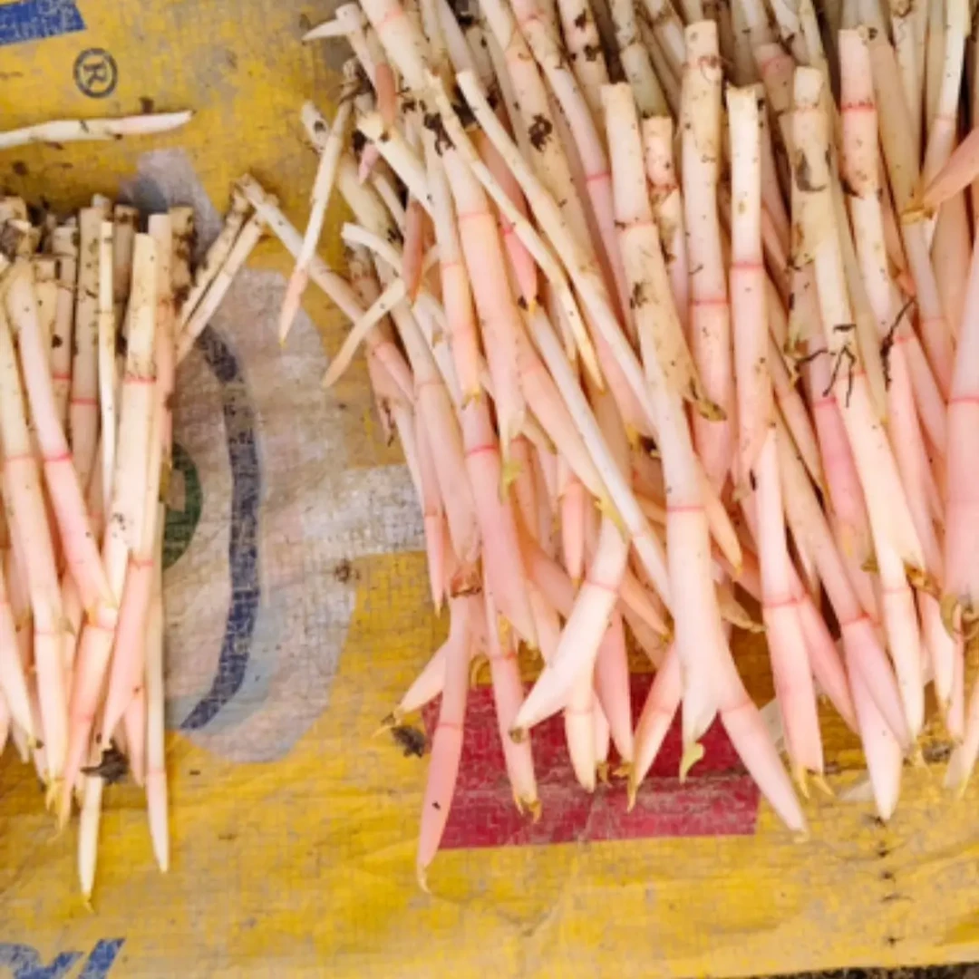 《京东包邮》四川农家现采新鲜折耳根嫩芽当季红芽儿嫩尖节节根蔬菜