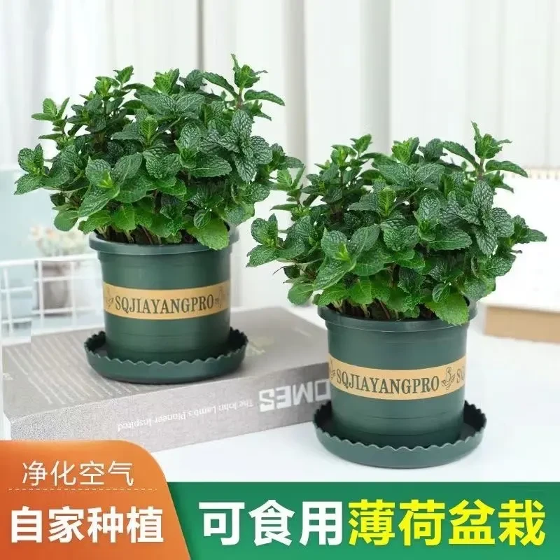 【 买一送一】薄荷盆栽室内净化空气美观桌面绿植办公室四季常青