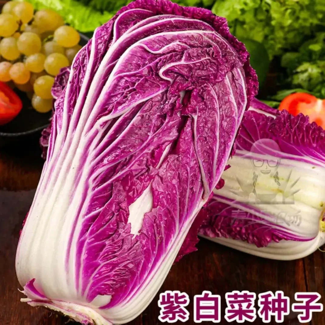 【紫白菜种子】紫白菜种子四季播种 庭院田地种植 农家蔬菜.