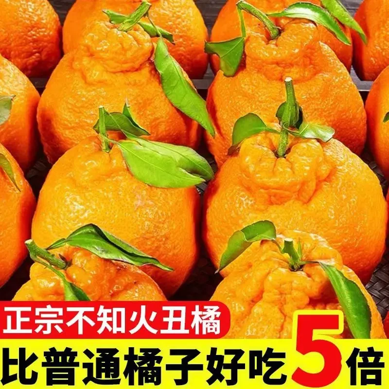 高山丑橘子酸爽多汁丑八怪不知火丑橘时令水果新鲜柑桔子当季整箱