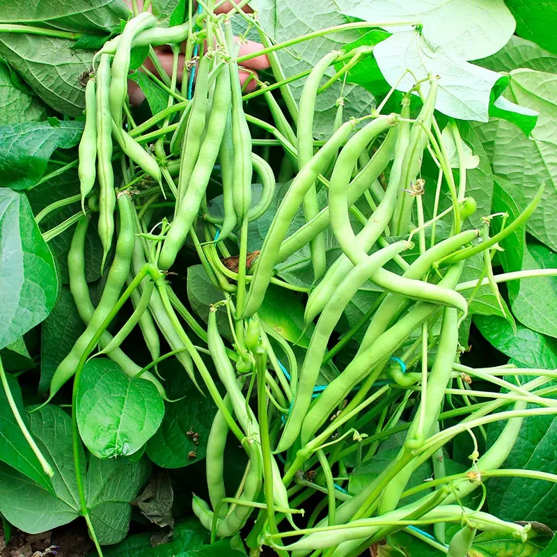 无架四季豆矮地豆种子早熟不爬藤短豆角菜豆种籽可阳台盆栽无筋豆