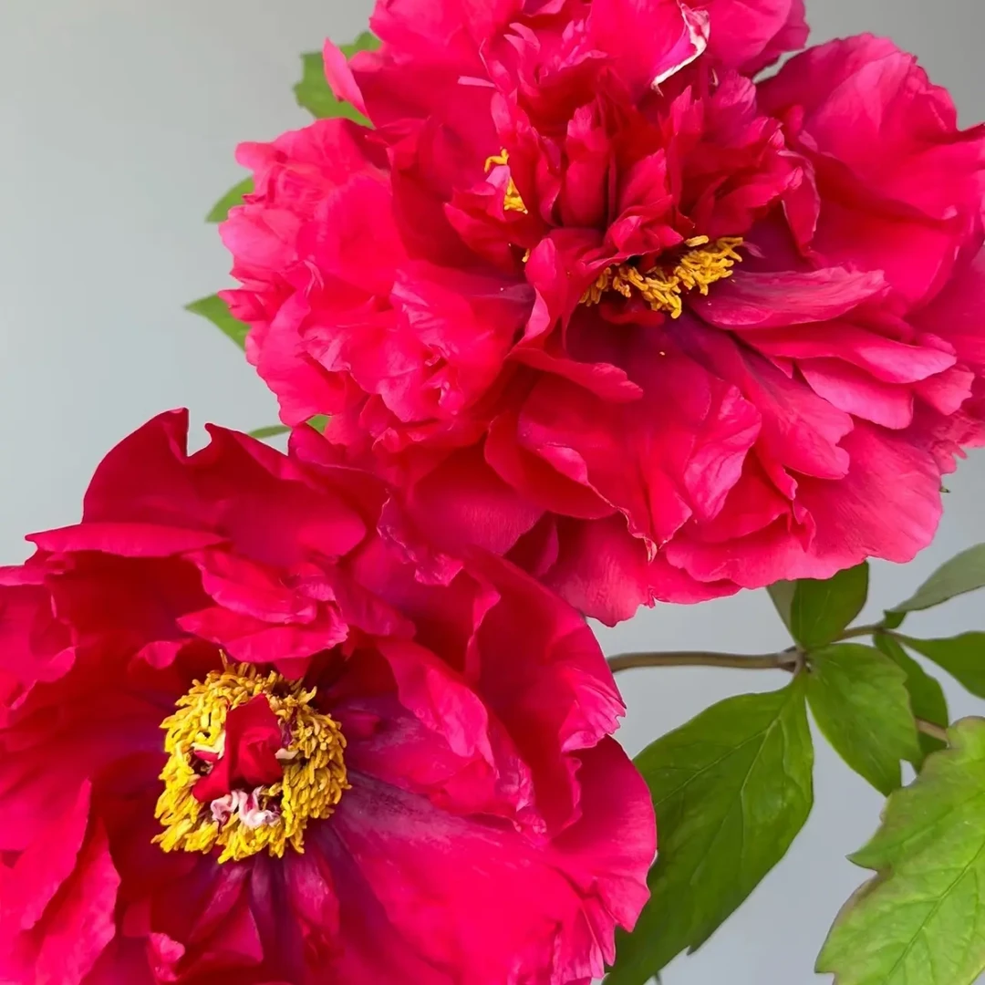 花王 丛生 裸根发货