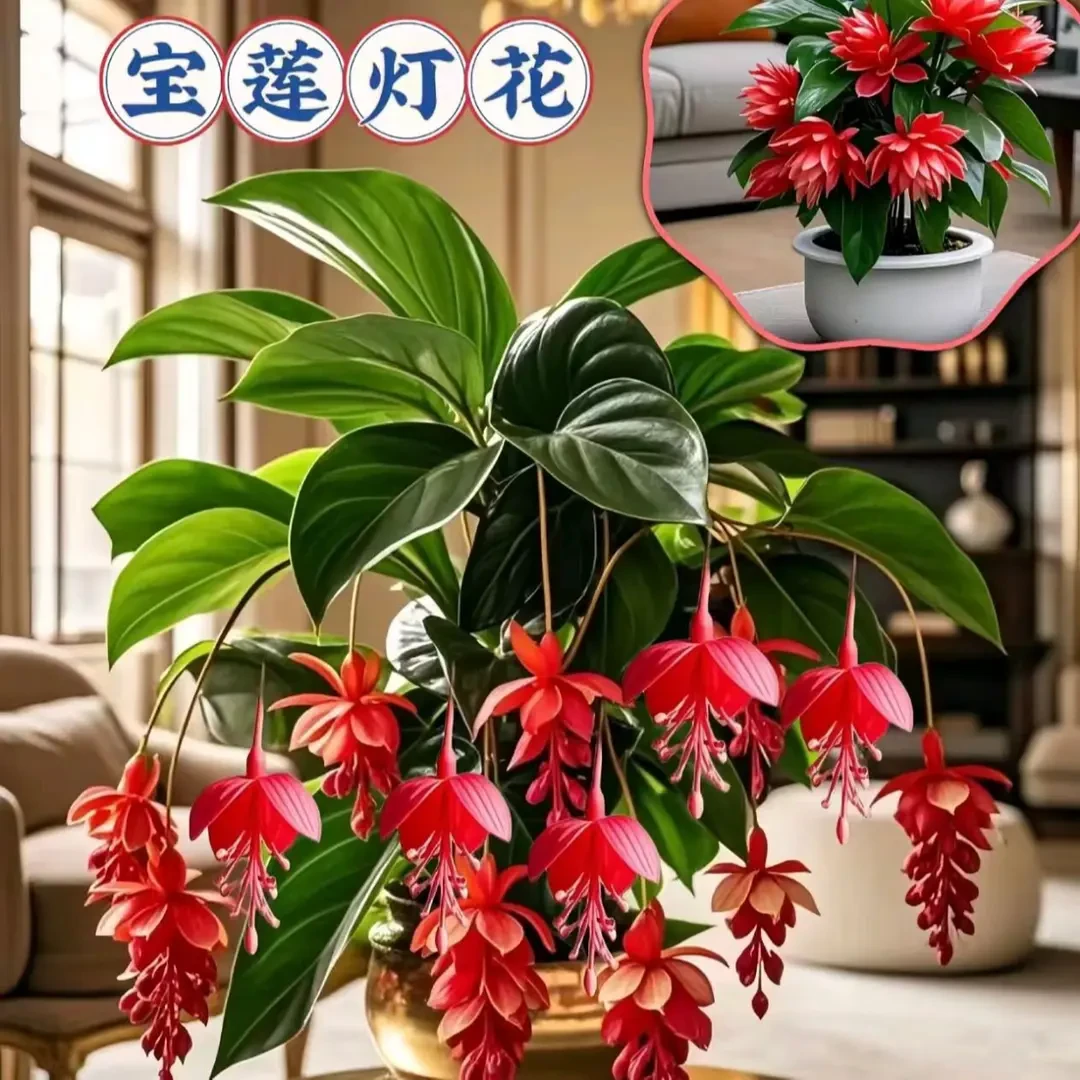 J【宝莲灯花种子】新品种 驱蚊宝莲灯花四季室内耐热阳台盆栽种植