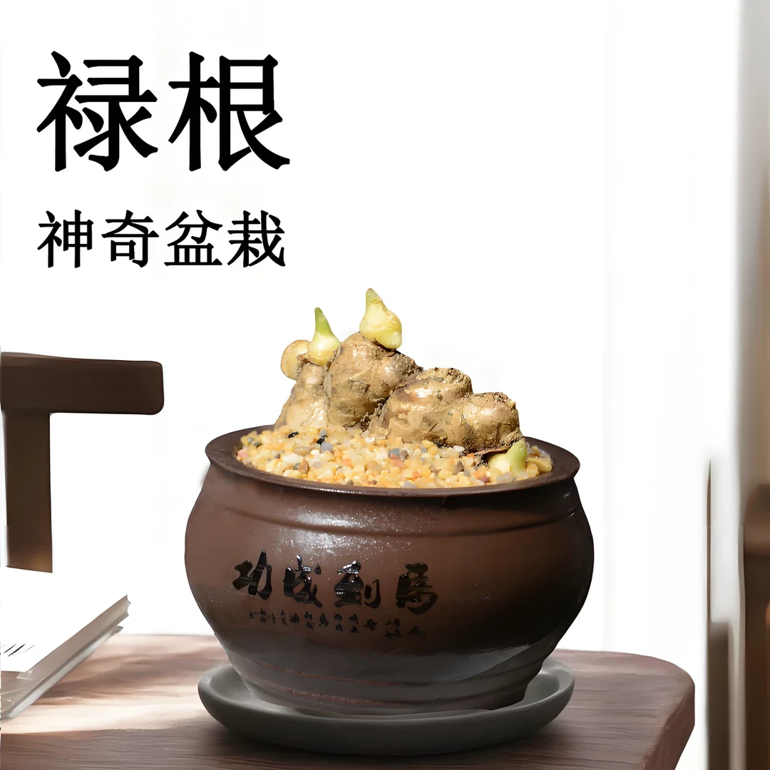 禄根盆栽带芽灵草好养不当生姜苗种植植物办公室内桌面小绿植盆景