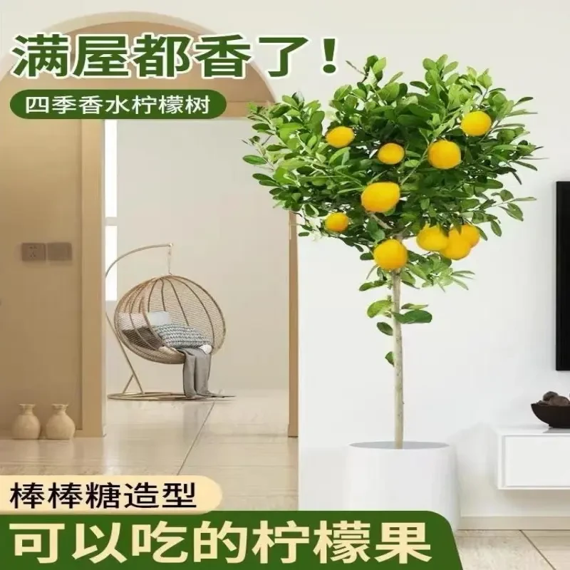 广东四季香水棒棒糖形带花果客厅阳台庭院大型盆栽绿植