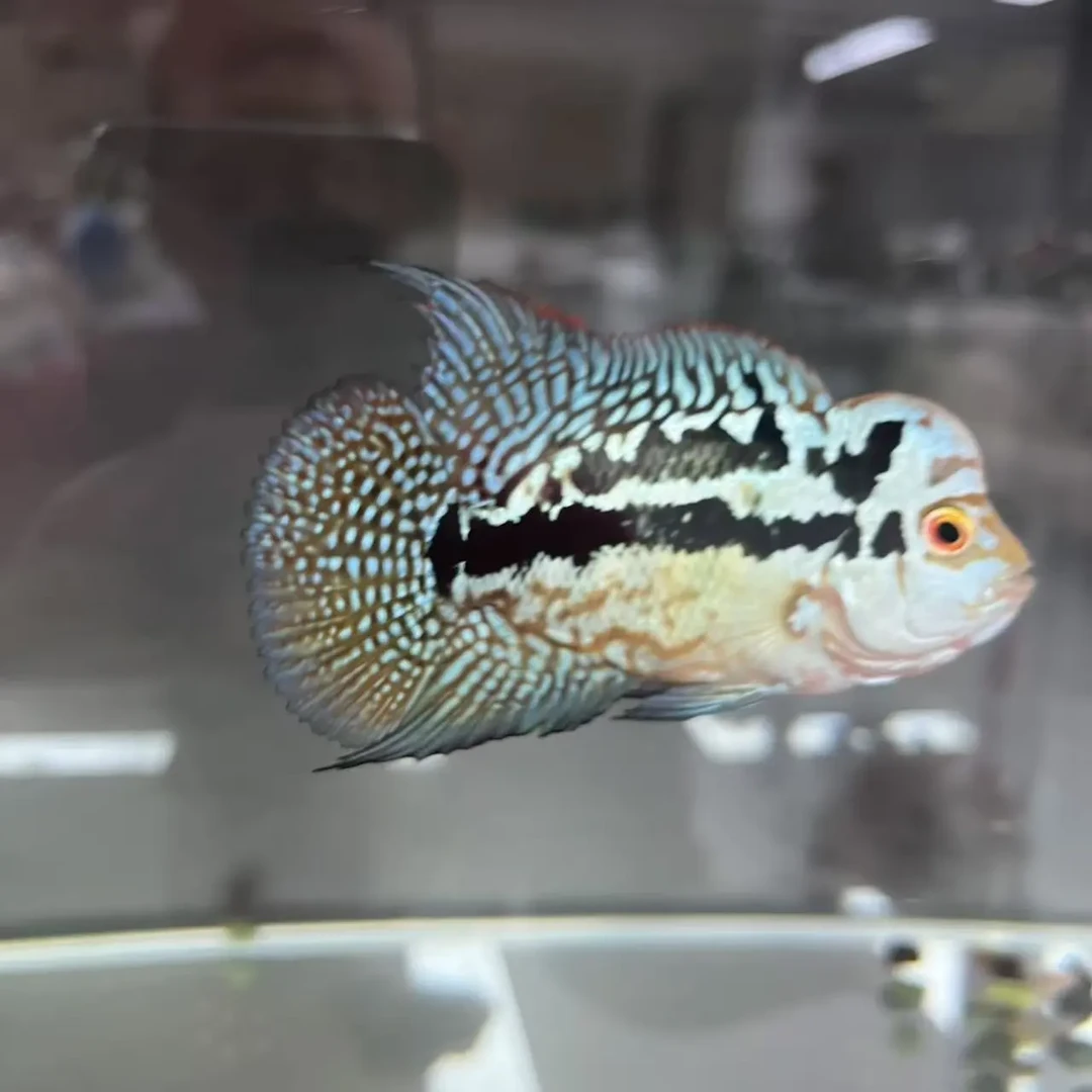 直播间罗汉鱼链接-下单备注单号