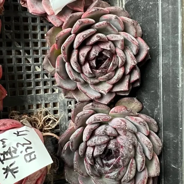 玄霜 多肉植物室内外好养净化空气花卉绿植盆栽