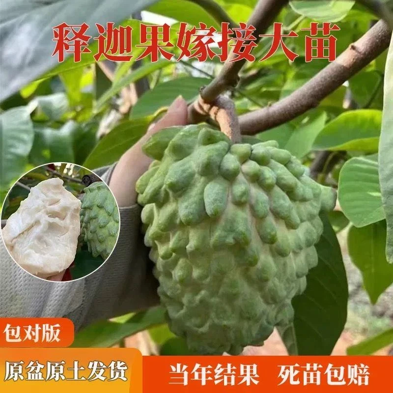 正宗嫁接高产释迦苗台湾大果凤梨释迦佛陀佛头果苗南方果苗带土发