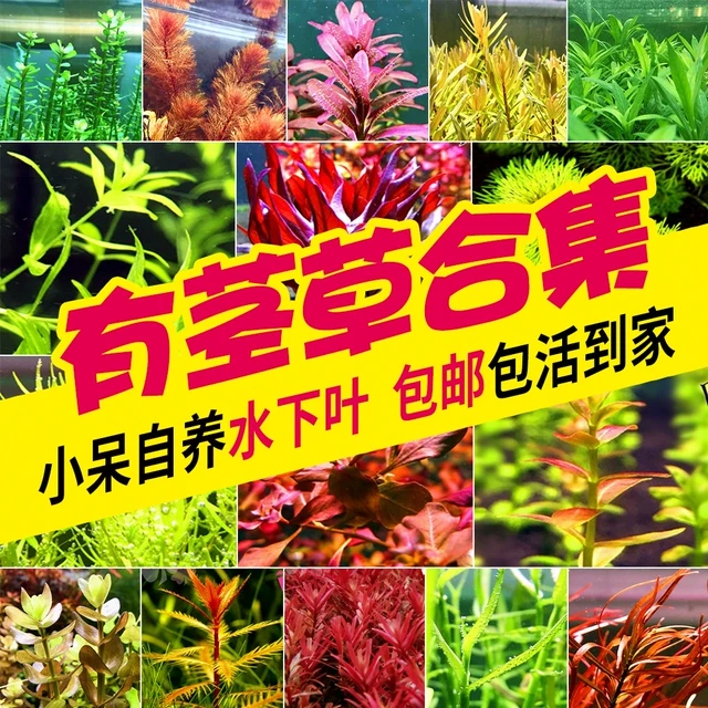 鱼缸中后景造景荷兰景紫红丁香红绿宫廷夕烧红蝴蝶羽裂水下叶水草