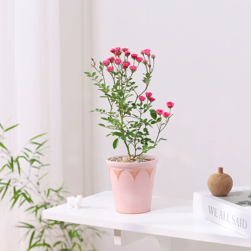 须惠姬盆栽客厅办公室桌面花卉绿植四季开花红粉佳人好养植物盆景