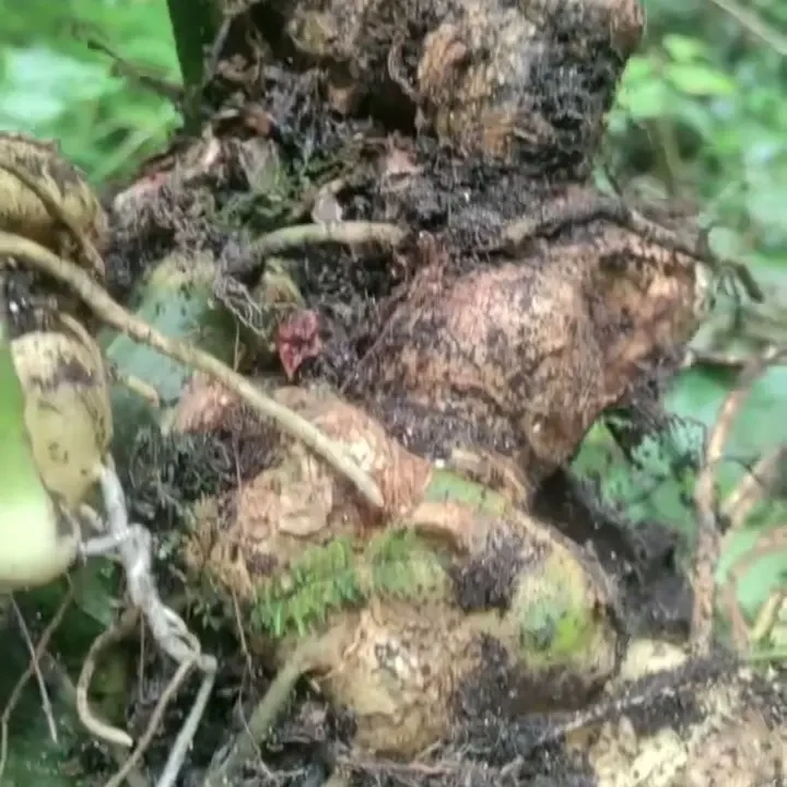 贵州高山现挖老虎姜   黄精    仙人余粮