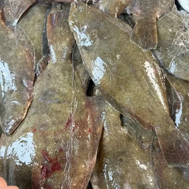 福建本港海捕野生左口鱼皇帝鱼比目鱼野生海鱼顺丰冰鲜发货全国包