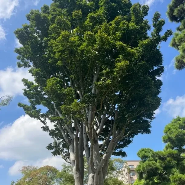枫树狮子头造型树适用于别墅庭院花园