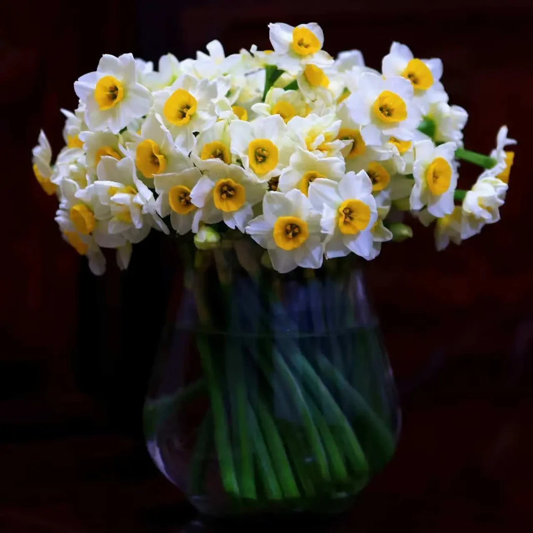 漳州水仙花基地  鲜切花单复瓣混发