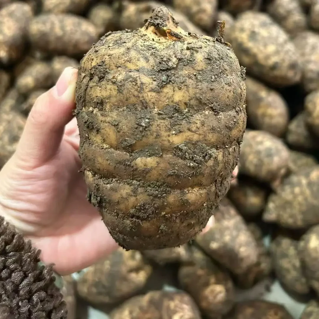 云南昭通小草坝高山种植新鲜乌天麻现挖现发带土发货