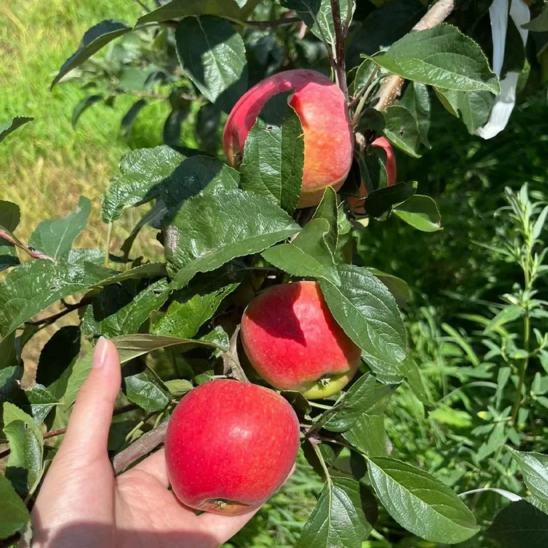 苹果树苗嫁接鲁丽苹果树苗特大早熟苹树果苗南北方庭院种当年结果