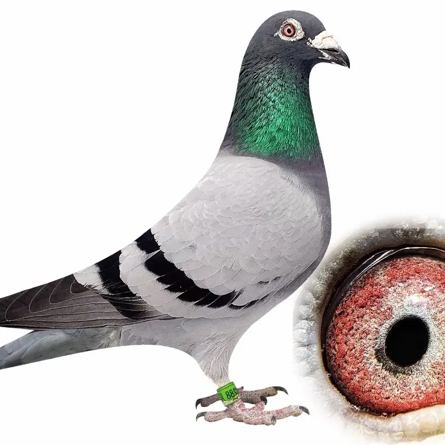 信鸽足环用品鸽子摆件
