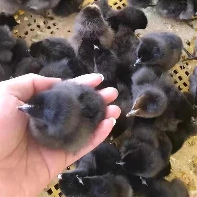 宠物鸡活鸡 五黑 包邮50只送10只防损（共60只）