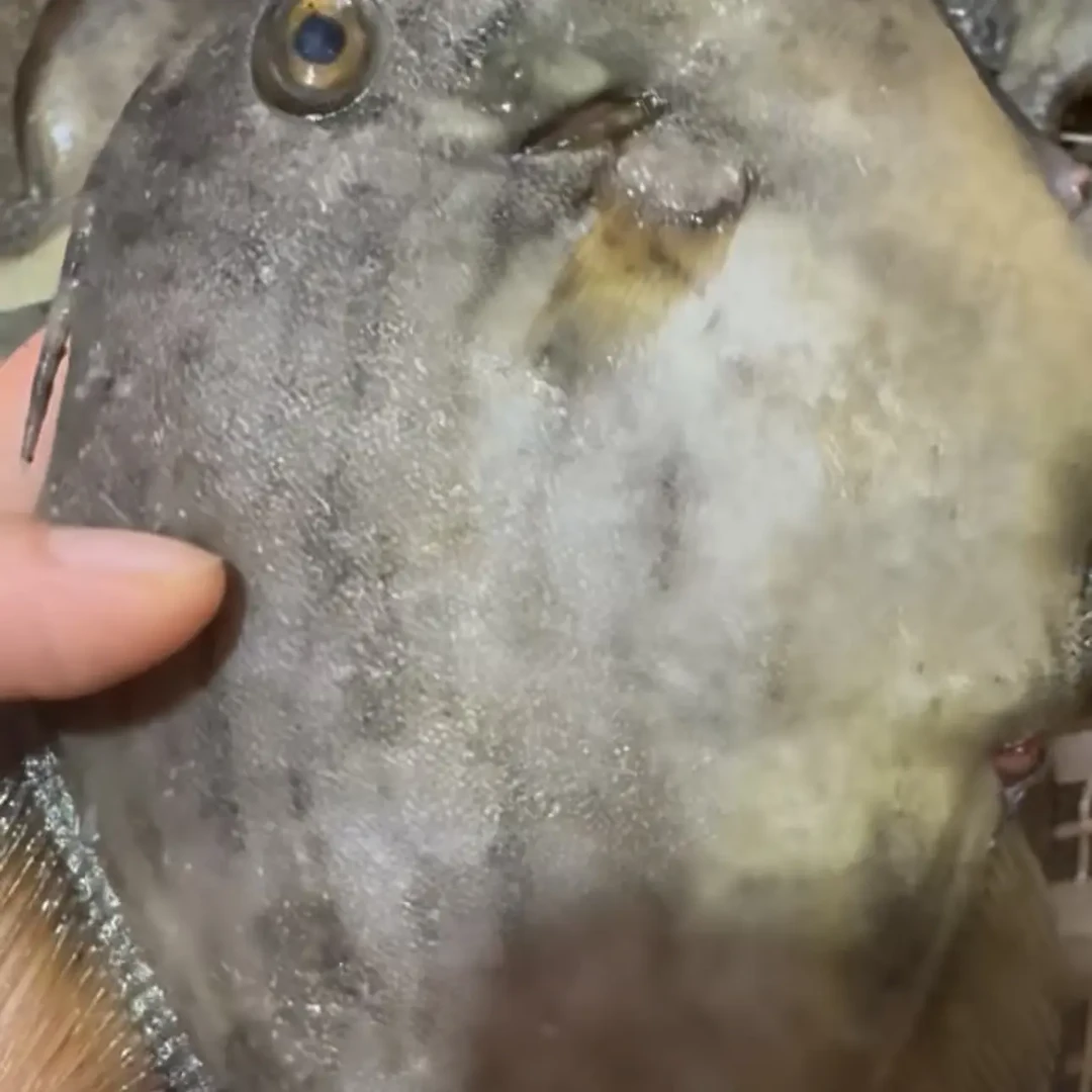 剥皮鱼干煎刺身。