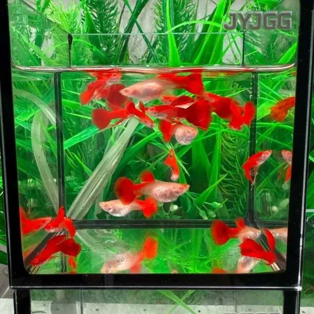 红鳍缎带血红孔雀鱼 缎带大C公鱼 红鳍红尾母鱼 母鱼带孕肚