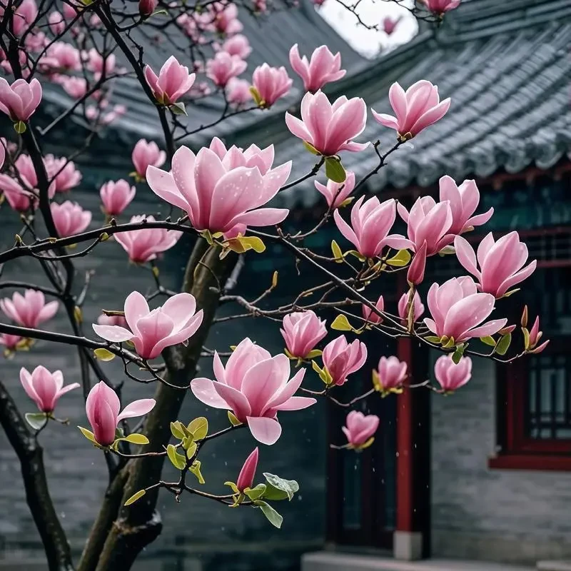 带花苞玉兰花树四季浓香重瓣多色庭院种植耐寒好养活